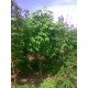 Клен ложноплатановый – Acer  pseudoplatanus клен белый